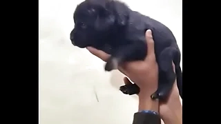 Virgin 18 unladylike